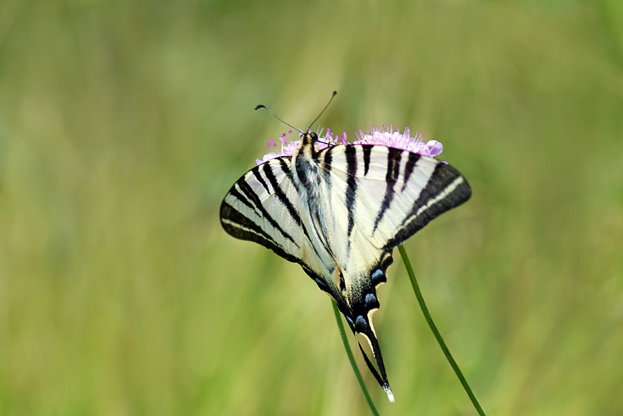 Una giornata da incorniciare - Iphiclides podalirius